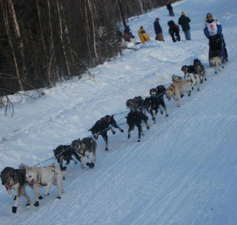 Alaska Dog Sledding 6