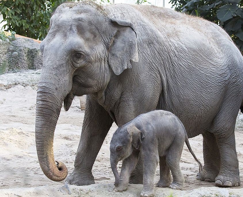 Zoo Zürich