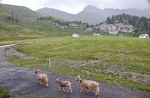 Geographical Center of Switzerland - Älggialp