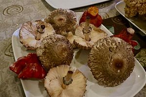 Wild mushroom foraging in the Pacific Northwest