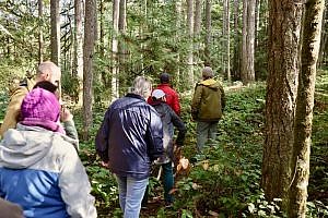 Wild mushroom foraging in the Pacific Northwest