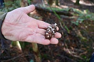 Wild mushroom foraging