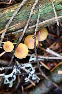 Wild mushroom foraging in the Pacific Northwest