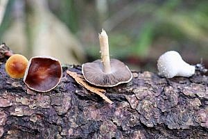 Wild mushroom foraging