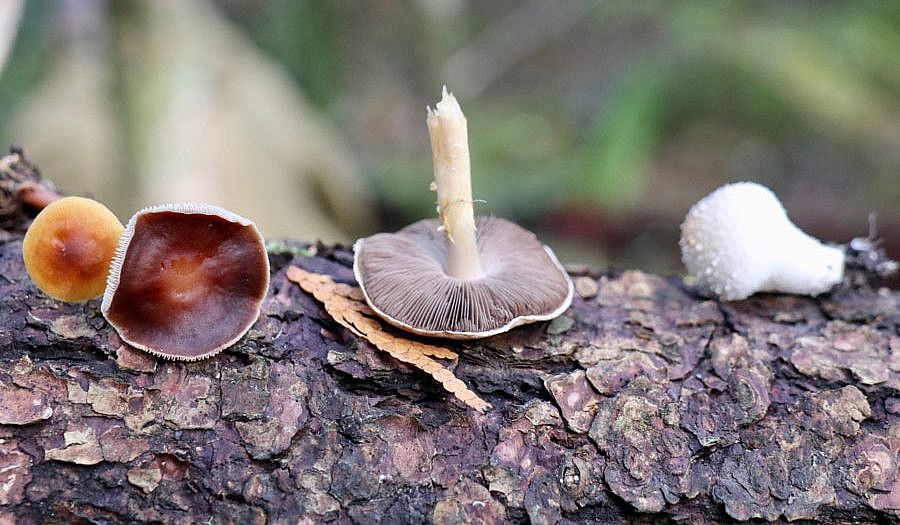 Wild mushroom foraging